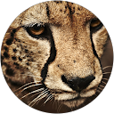 Amélie P. profile picture